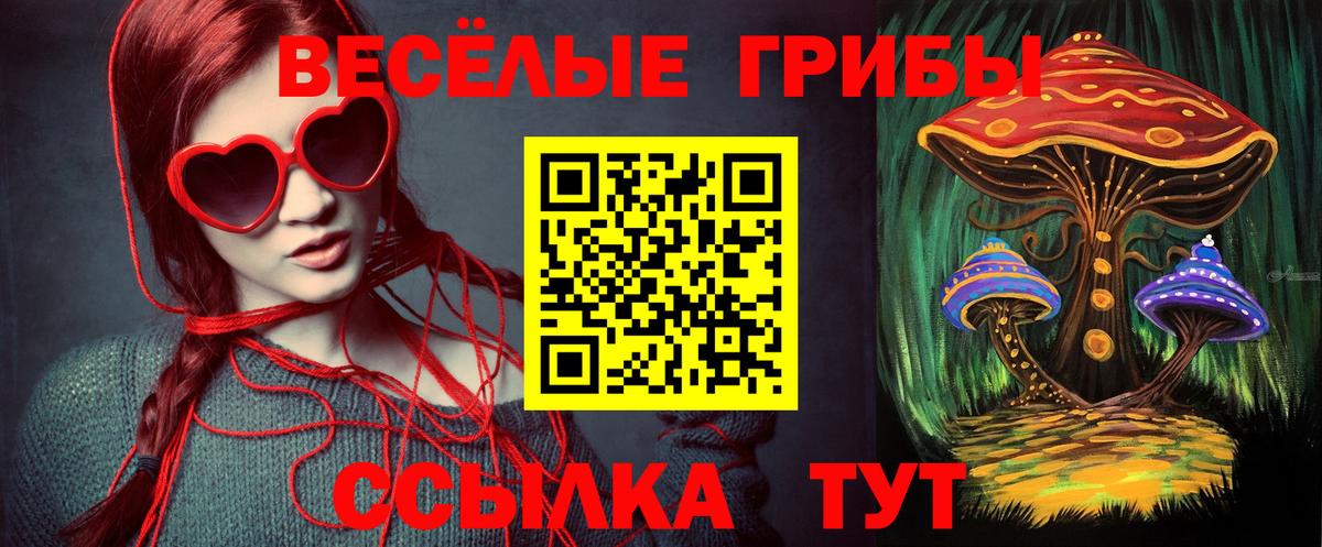 Галлюциногенные грибы Psilocybe Гусев